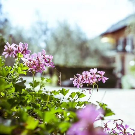 Ilma Garda Hotel Limone sul Garda